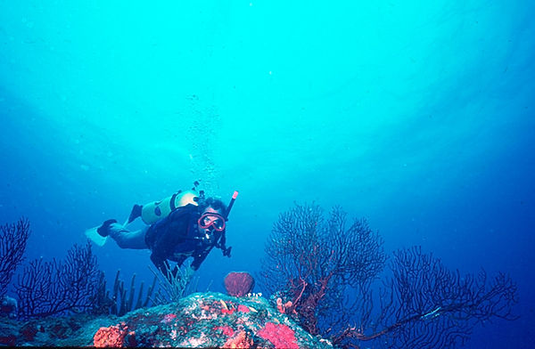 Your days are enjoyable when you do what you love. There is a certain satisfaction when you work hard and are proud of the outcome at the end of the day. Find what you love and do that. And don't forget to enjoy the journey. #underwaterphotography #UnderwaterWorld #underwaterlife #coralreef #reeflife #saltlife