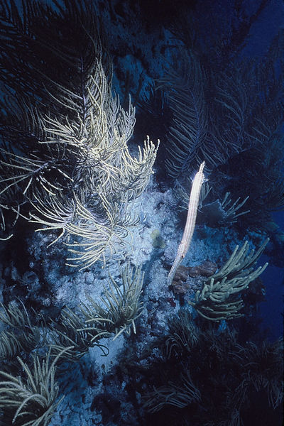 Trumpet Fish | trumpet fish facing down by soft green corals with blue background| underwater | underwater life | underwater photography | underwater world | undersea | undersea life | undersea world | florida keys | florida keys life | nature | nature photography | uw photography | diving photography | scuba diving photos | scuba diving magazine | diving magazine | coral | coral reef | diver |