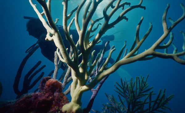 Coral Garden | underwater | underwater life | underwater photography | underwater world | undersea | undersea life | undersea world | florida keys | florida keys life | nature | nature photography | uw photography | diving photography | scuba diving photos | scuba diving magazine | diving magazine | coral | coral reef | diver |