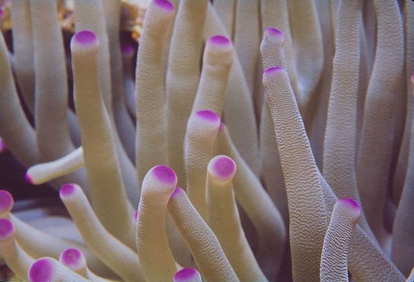 Pink and White Anemone | beautiful pink and white anemone on the reef of the Florida Keys| underwater | underwater life | underwater photography | underwater world | undersea | undersea life | undersea world | florida keys | florida keys life | nature | nature photography | uw photography | diving photography | scuba diving photos | scuba diving magazine | diving magazine | coral | coral reef | diver |