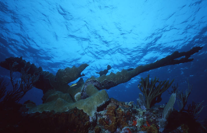 | underwater | underwater life | underwater photography | underwater world | undersea | undersea life | undersea world | florida keys | florida keys life | nature | nature photography | uw photography | diving photography | scuba diving photos | scuba diving magazine | diving magazine |staghorn coral