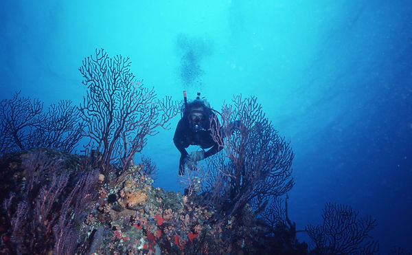 | underwater | underwater life | underwater photography | underwater world | undersea | undersea life | undersea world | florida keys | florida keys life | nature | nature photography | uw photography | diving photography | scuba diving photos | scuba diving magazine | diving magazine | coral | coral reef