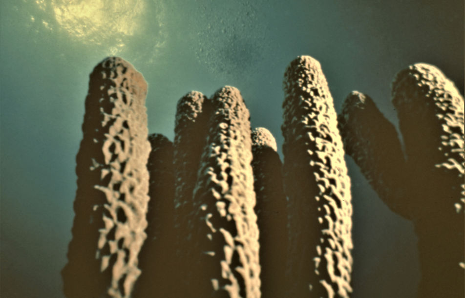 Sponges | Coral Reef | underwater | underwater life | underwater photography | underwater world | undersea | undersea life | undersea world | florida keys | florida keys life | nature | nature photography | uw photography | diving photography | scuba diving photos | scuba diving magazine | diving magazine