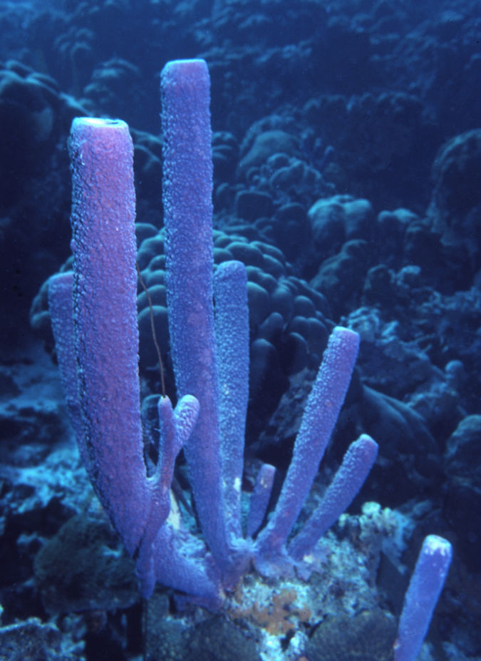 | underwater | underwater life | underwater photography | underwater world | undersea | undersea life | undersea world | florida keys | florida keys life | nature | nature photography | uw photography | diving photography | scuba diving photos | scuba diving magazine | diving magazine | sponge | coral reef | coral | blue | purple