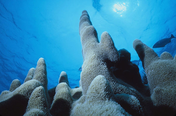 Heart-shaped Sun| Coral columns in beautiful blue waters with a heart-shaped sun reflections| underwater | underwater life | underwater photography | underwater world | undersea | undersea life | undersea world | florida keys | florida keys life | nature | nature photography | uw photography | diving photography | scuba diving photos | scuba diving magazine | diving magazine | coral | coral reef | diver |