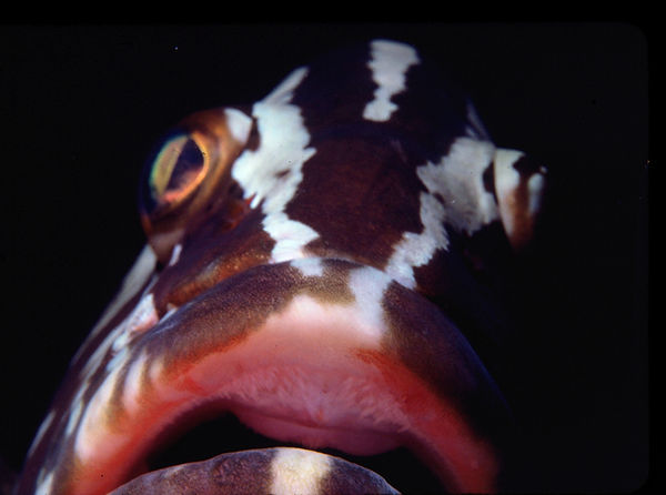 Grouper Surprise | close of a grouper and his lips | underwater photography | undersea Photography | grouper