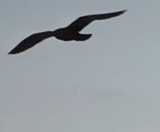 Soaring |silhouette of a bird soaring in the sky against a grey sky |soaring