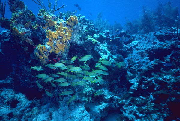Reef Life | underwater | underwater life | underwater photography | underwater world | undersea | undersea life | undersea world | florida keys | florida keys life | nature | nature photography | uw photography | diving photography | scuba diving photos | scuba diving magazine | diving magazine | coral | coral reef | diver |