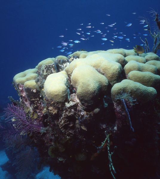 Coral School | underwater | underwater life | underwater photography | underwater world | undersea | undersea life | undersea world | florida keys | florida keys life | nature | nature photography | uw photography | diving photography | scuba diving photos | scuba diving magazine | diving magazine | coral | coral reef | diver |