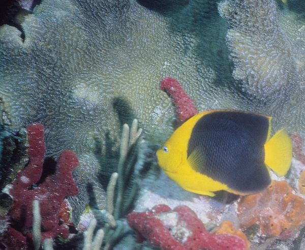 Dead End | rock fish on coral reef |