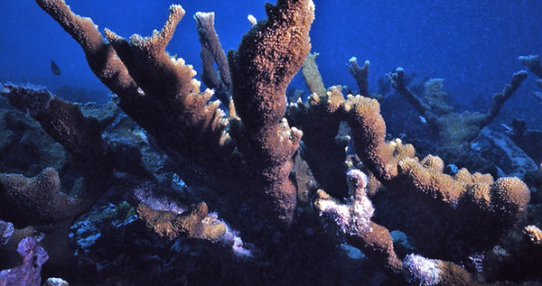 Staghorn Coral | underwater | underwater life | underwater photography | underwater world | undersea | undersea life | undersea world | florida keys | florida keys life | nature | nature photography | uw photography | diving photography | scuba diving photos | scuba diving magazine | diving magazine | coral | coral reef | diver |