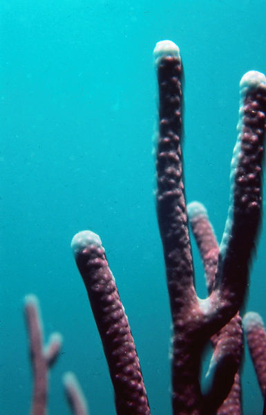 Turquoise and Texture | turquoise of the water matched with the pink/purple texture of the coral is really pretty (imo) |underwater photography | underwater world | coral reef