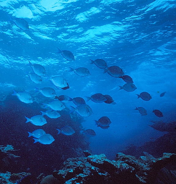 See the Motion | a school of fish swimming with/against the current on the coral reef | underwater photography | underwater world | underwater life | coral reef | reef life | salt life
