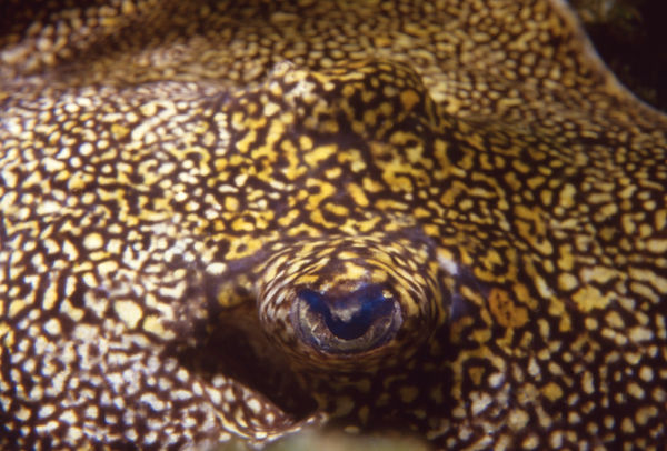 | underwater | underwater life | underwater photography | underwater world | undersea | undersea life | undersea world | florida keys | florida keys life | nature | nature photography | uw photography | diving photography | scuba diving photos | scuba diving magazine | diving magazine | coral | coral reef | diver | Whose eye are you?
