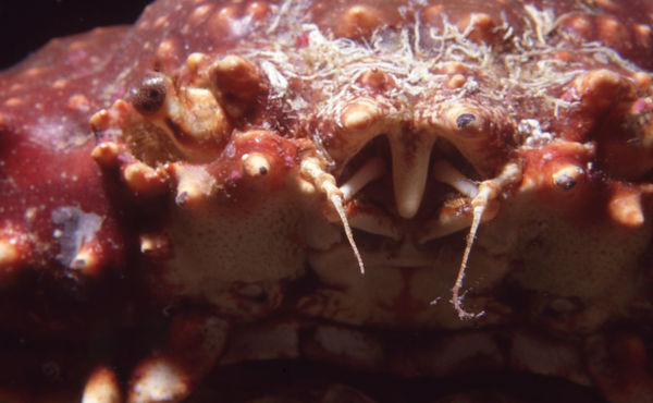 Crab Close-Up | underwater | underwater life | underwater photography | underwater world | undersea | undersea life | undersea world | florida keys | florida keys life | nature | nature photography | uw photography | diving photography | scuba diving photos | scuba diving magazine | diving magazine | coral | coral reef | diver |