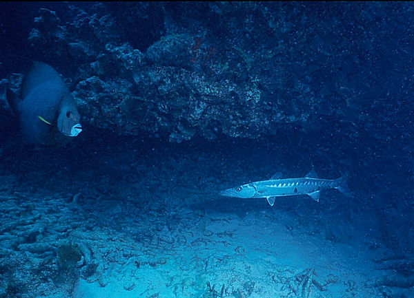 Barracuda Versus French Angel | a barracude and a French angelfish meet on the reef - hopefully peacefully | underwater photography | underwater world | french angelfish | barracuda