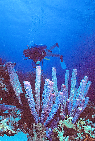 In my Backyard? Yes, Please | a diver swimming past a group of tube sponges on the coral reef | underwater photography | underwater world | underwater life | coral reef | reef life | salt life