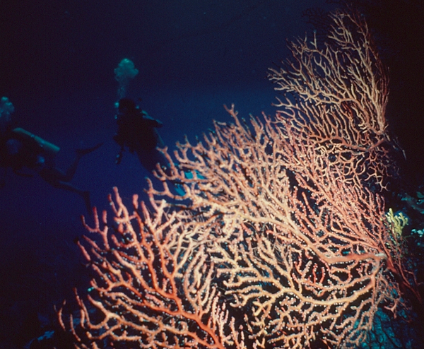 Sea Fan Spotlight | a large sea fan on the coral reef with two divers checking it out in the background | underwater photography | underwater life | underwater world | coral reef | reef life | salt life | sea fan lovers | sea fan fans