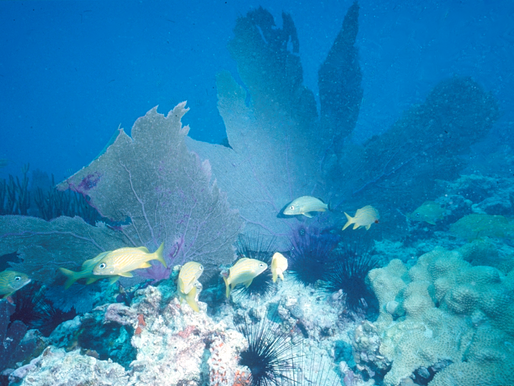 Sea fan fans