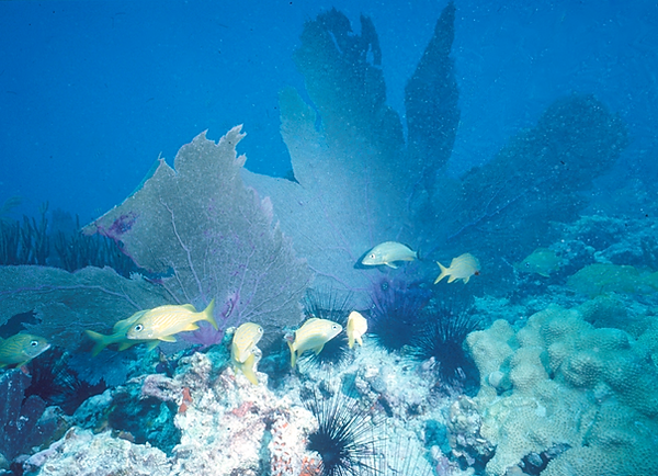Sea fan fans | giant sea fans surrounded by fish on the coral reef | underwater photography | underwater life | underwater world | coral reef | sea fans | reef life | salt life
