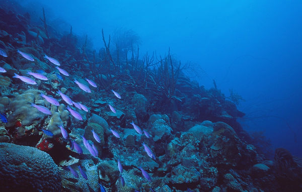 blue tangs and purple fish on the reef | underwater | underwater life | underwater photography | underwater world | undersea | undersea life | undersea world | florida keys | florida keys life | nature | nature photography | uw photography | diving photography | scuba diving photos | scuba diving magazine | diving magazine | coral | coral reef | diver |