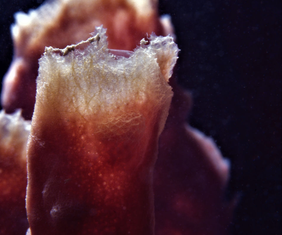 Sponge Close-Up | Coral Reef | Florida Keys | nature photography | nature