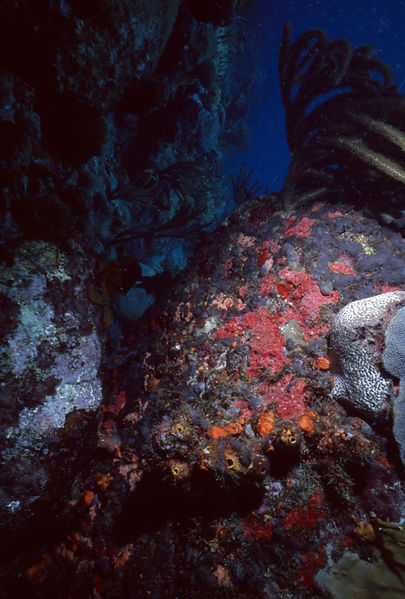 Another Look | coral reef looking up from the bottom| underwater photography