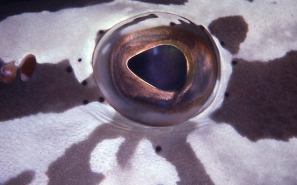 fisheye | underwater | underwater life | underwater photography | underwater world | undersea | undersea life | undersea world | florida keys | florida keys life | nature | nature photography | uw photography | diving photography | scuba diving photos | scuba diving magazine | diving magazine | coral | coral reef | diver