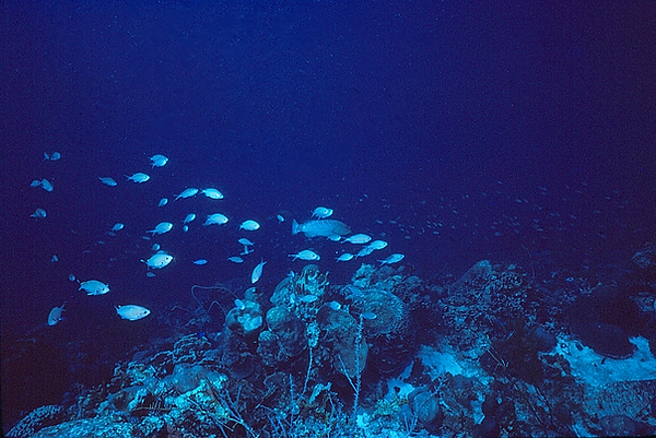 Another Day on the Reef | a school of fish enjoying the coral reef | underwater photography | underwater world | underwater life | reef life | salt life