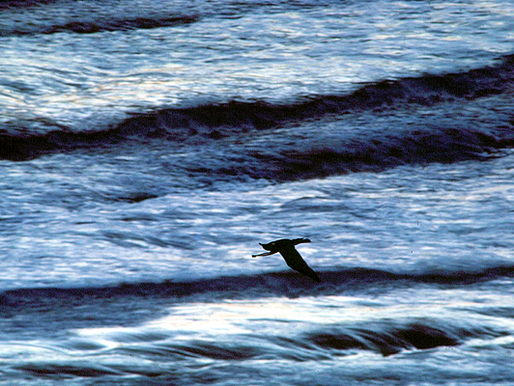 Fly Away 