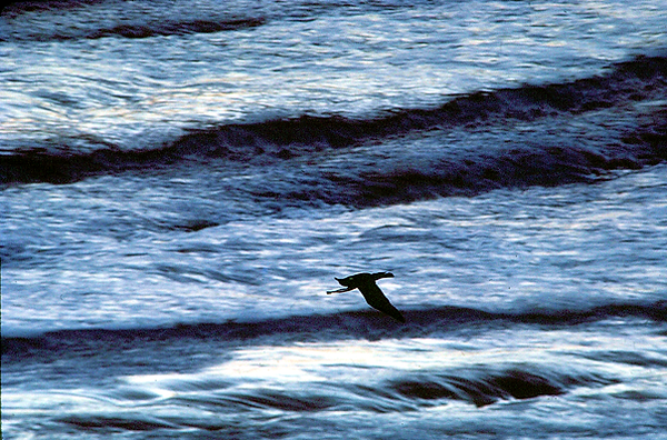 Fly By | a bird skimming the waves at the beach | nature | nature lovers | nature photography | nature Photographer | birds | birdwatching | beach vibes 