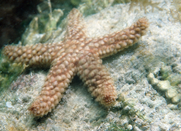 Starfish | a beautiful largeish starfish enjoying the reef| underwater photography | underwater photo | underwater world | underwater life | reef life | salt life