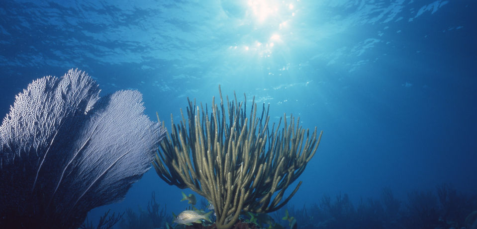 Sea Fan | Coral Reef| Florida Keys