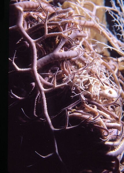 Halloween Redux? | brittle stars, serpent stars, basket stars in beiges and browns| | underwater | underwater life | underwater photography | underwater world | undersea | undersea life | undersea world | florida keys | florida keys life | nature | nature photography | uw photography | diving photography | scuba diving photos | scuba diving magazine | diving magazine | coral | coral reef | diver |