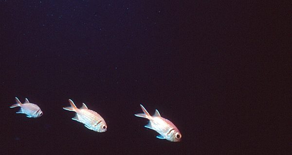 Three Little Fish | three fish in a row against the dark backdrop of the sea at night | underwater photography | underwater world | underwater life | reef life | salt life | three little fish