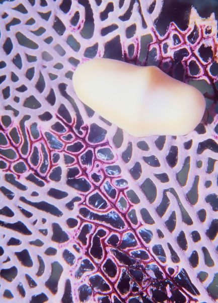 Naked Flamingo Tongue| flamingo tongue snail with membrane withdrawn on purple sea fan| | underwater | underwater life | underwater photography | underwater world | undersea | undersea life | undersea world | florida keys | florida keys life | nature | nature photography | uw photography | diving photography | scuba diving photos | scuba diving magazine | diving magazine | coral | coral reef | diver |