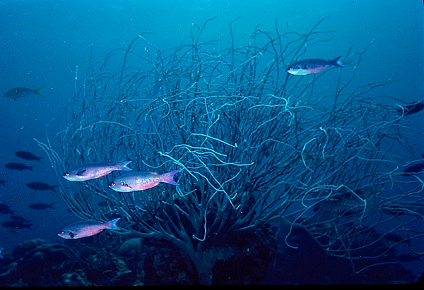 Coral Bush | large soft coral "bush" teaming with fish | underwater photography | underwater world | coral reef | reef life