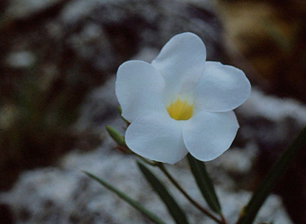 Simple Beauty| white flower with yellow center| lowers |nature