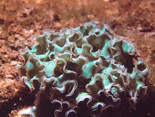 Lettuce Sea Slug