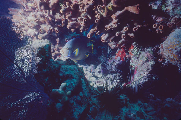 Angel fish under coral overhang | underwater | underwater life | underwater photography | underwater world | undersea | undersea life | undersea world | florida keys | florida keys life | nature | nature photography | uw photography | diving photography | scuba diving photos | scuba diving magazine | diving magazine | coral | coral reef | diver |