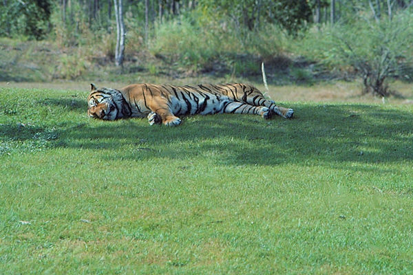 Cat Nap| tiger asleep on the grass|zoovisit|zoo|tiger