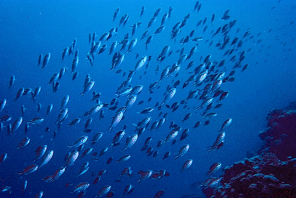 Fish Ballet | a school of fish swimming in formation | underwater photography | underwater world | fish school | reef life