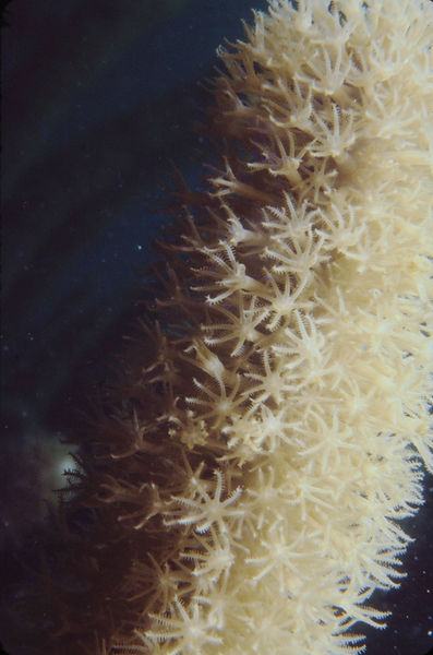Pulsing Polyps| Pulsing polyps seeming to rise from a moonlit cloud against dark sky | underwater | underwater life | underwater photography | underwater world | undersea | undersea life | undersea world | florida keys | florida keys life | nature | nature photography | uw photography | diving photography | scuba diving photos | scuba diving magazine | diving magazine | coral | coral reef | diver |