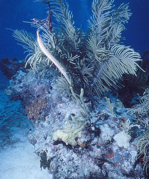 trumpetfish swimming in front of sea fan on the coral reef| underwater | underwater life | underwater photography | underwater world | undersea | undersea life | undersea world | florida keys | florida keys life | nature | nature photography | uw photography | diving photography | scuba diving photos | scuba diving magazine | diving magazine | coral | coral reef | diver |