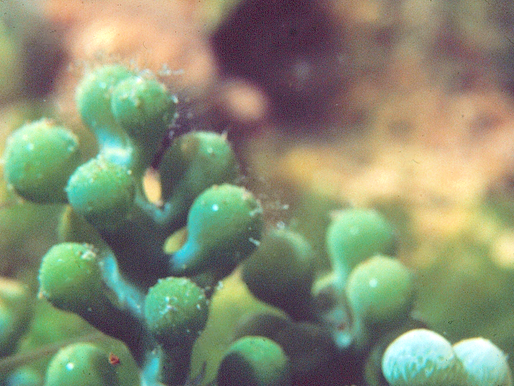 Sea Grapes on Friday