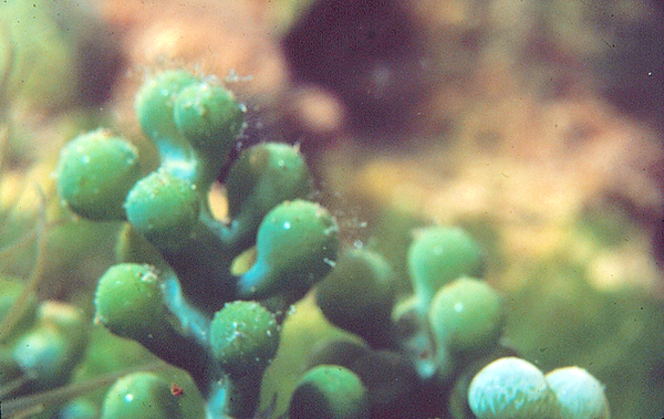 Sea Grapes | a shot of sea grapes on the reef | underwater photography | underwater world } underwater life | sea grapes | reef life | salt life