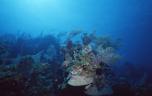 Sea Garden 3 | underwater | underwater life | underwater photography | underwater world | undersea | undersea life | undersea world | florida keys | florida keys life | nature | nature photography | uw photography | diving photography | scuba diving photos | scuba diving magazine | diving magazine | coral | coral reef | diver |