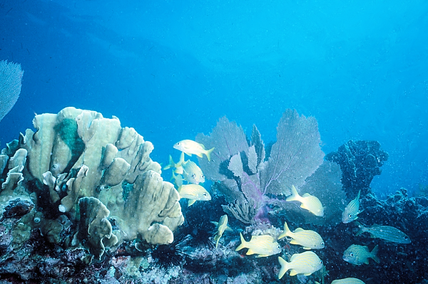 Dont' Take it For Granted | a wonderful shot of the coral reef with a school of fish swimming between the fans and corals | underwater photography | underwater world | underwater life | coral reef | reef life | salt life