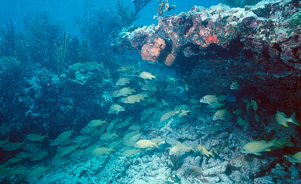 School Time | a school of fish commuting through the coral reef | underwater photography |underwater world | underwater life | coral reef | reef life | salt life