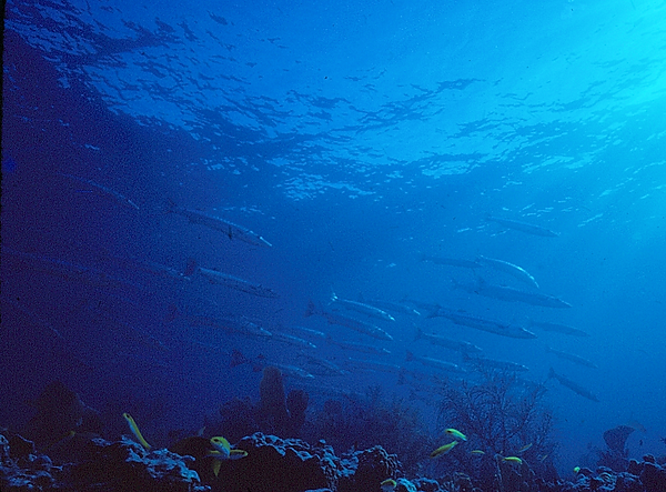 Be calm | a school of barracuda on the reef | underwater photography | underwater world | underwater life | reef life | salt life